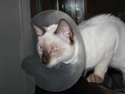 more kittens